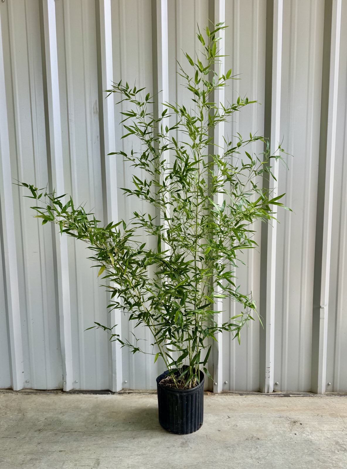 bamboo succulent Bissetii 3 Gallon (4'+ tall)
