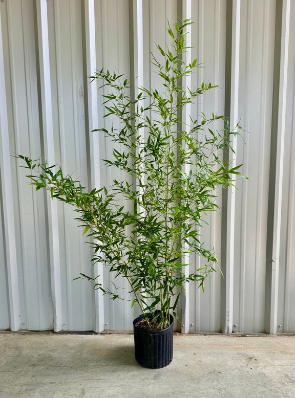 Bissetii – Lewis Bamboo