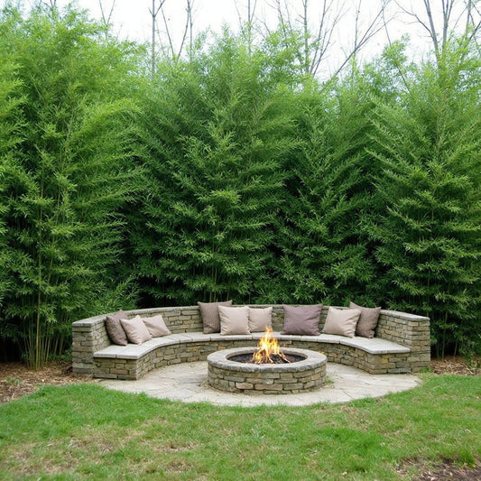 Bissetii bamboo surrounding a rock firepit.