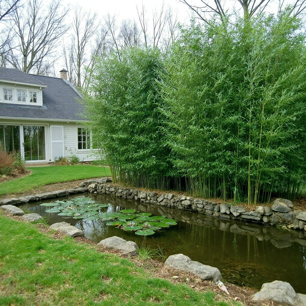 Bissetii planted next to a pond for privacy.