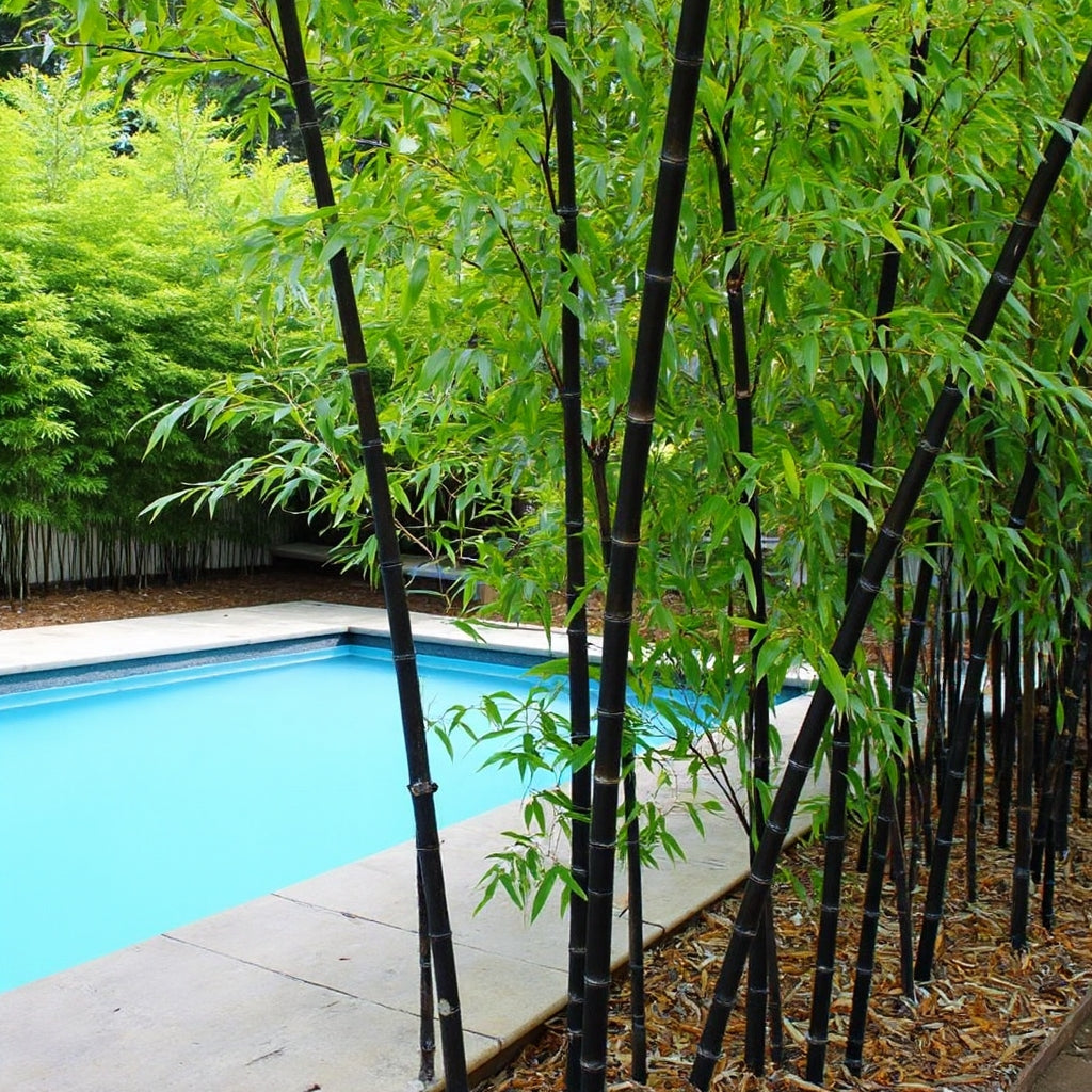bamboo potted plant Black Bamboo 3 Gallon (4'+ tall)