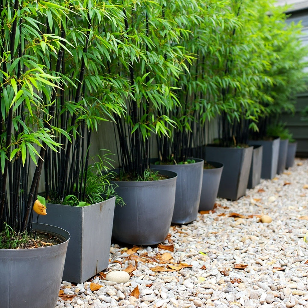 Black bamboo in alternating square and round planters.