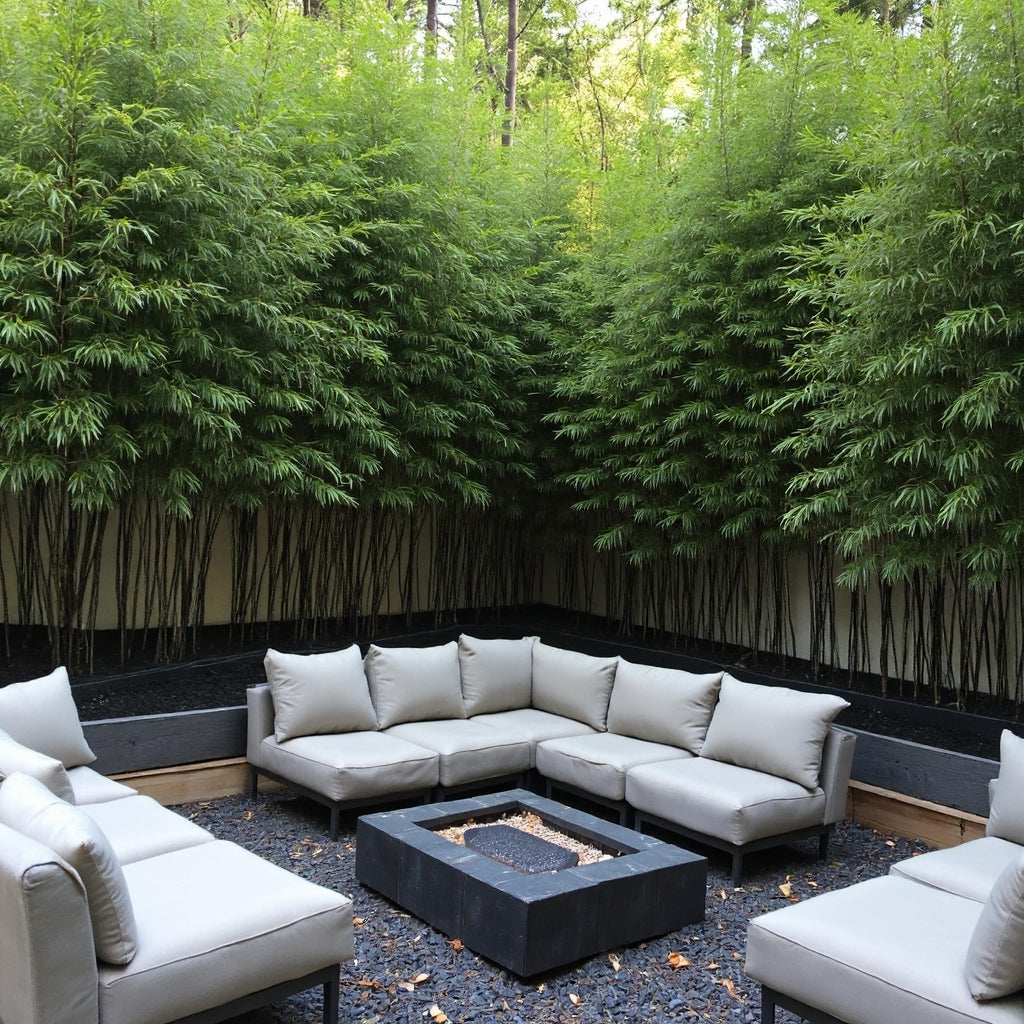 Black bamboo creating a screne sitting area around a fire pit.