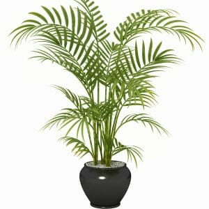 Bamboo Palm (Chamaedorea seifritzii)