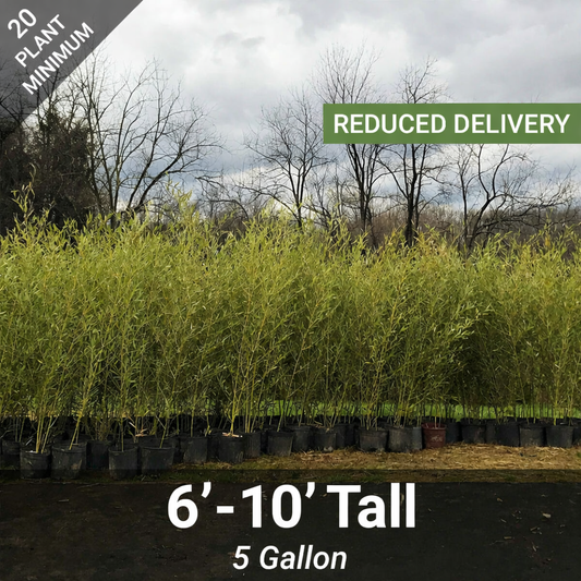 6'-10' Feet Tall Bamboo (5 Gallon)