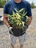 Albostriata