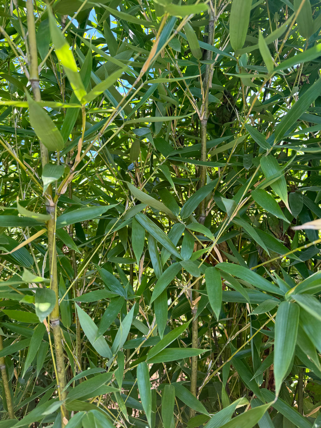Brachystachyun Densiflorum bamboo canes and foliage