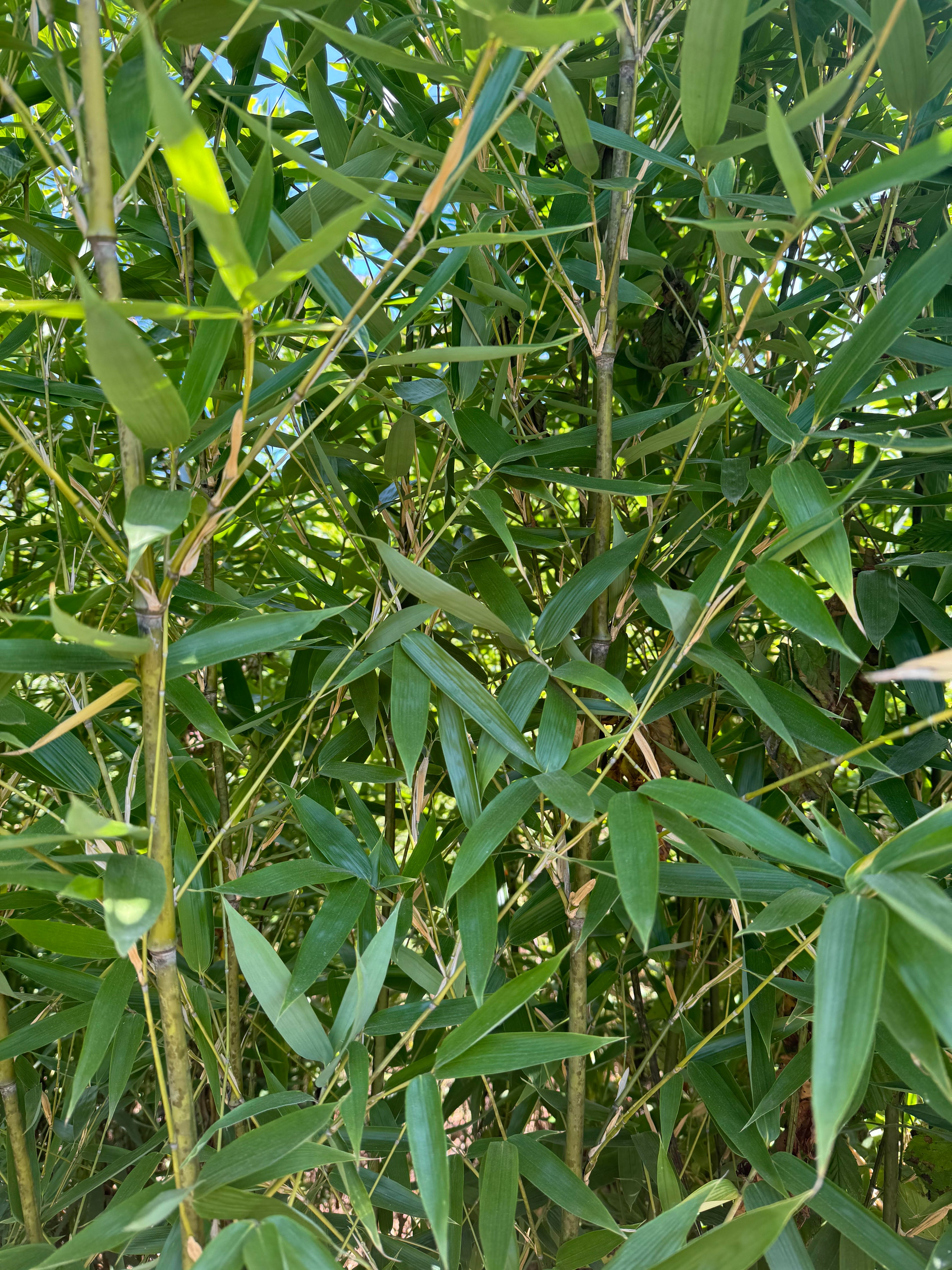 Brachystachyun Densiflorum bamboo canes and foliage