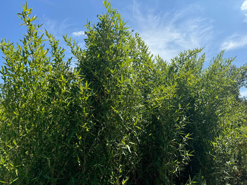 Brachystachyun Densiflorum bamboo grove