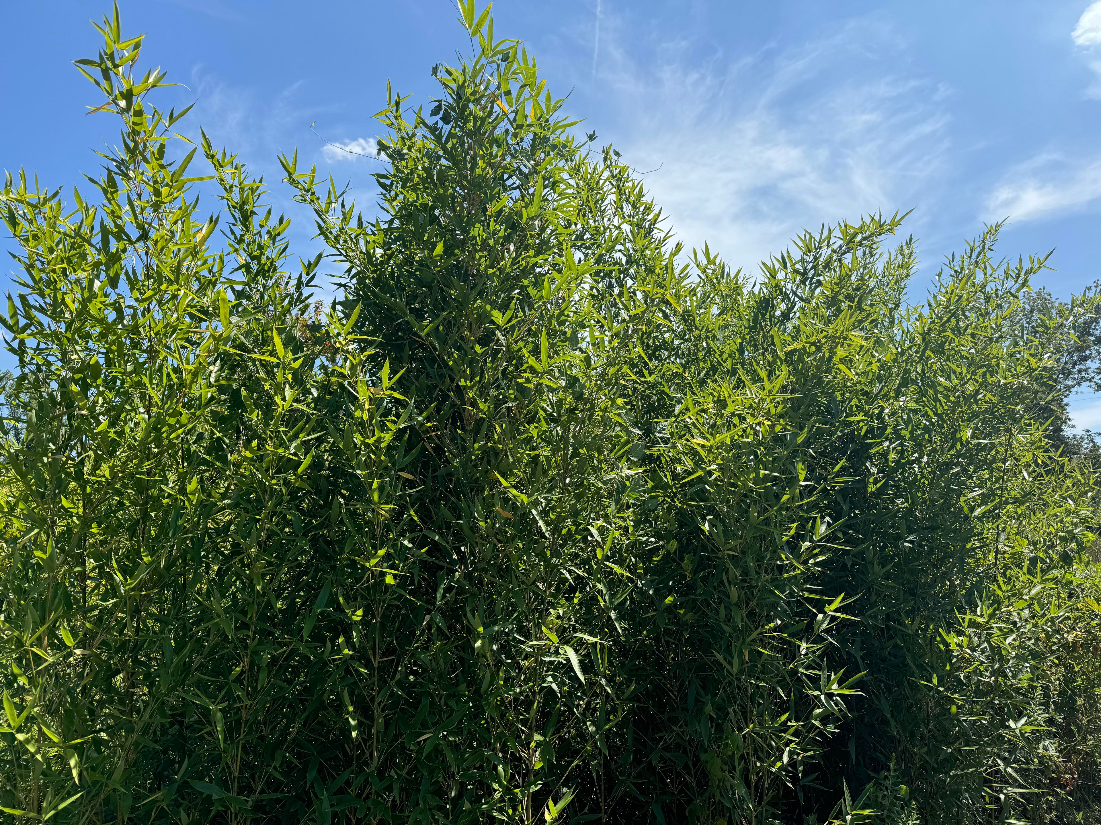 Brachystachyun Densiflorum bamboo grove