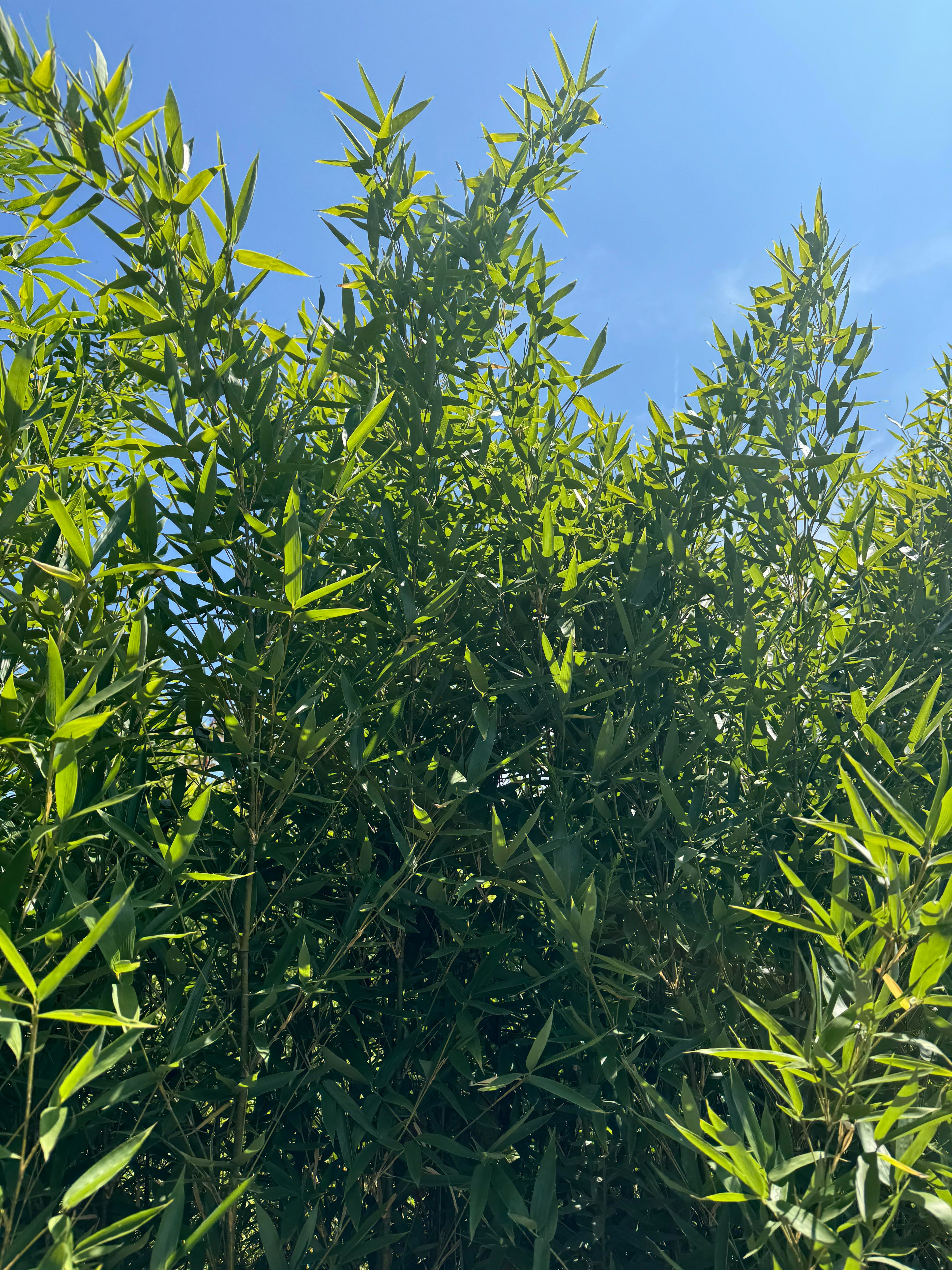 Brachystachyun Densiflorum bamboo screens