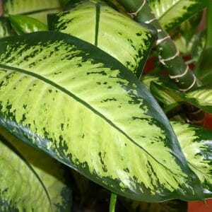 Dumb Cane (Dieffenbachia)