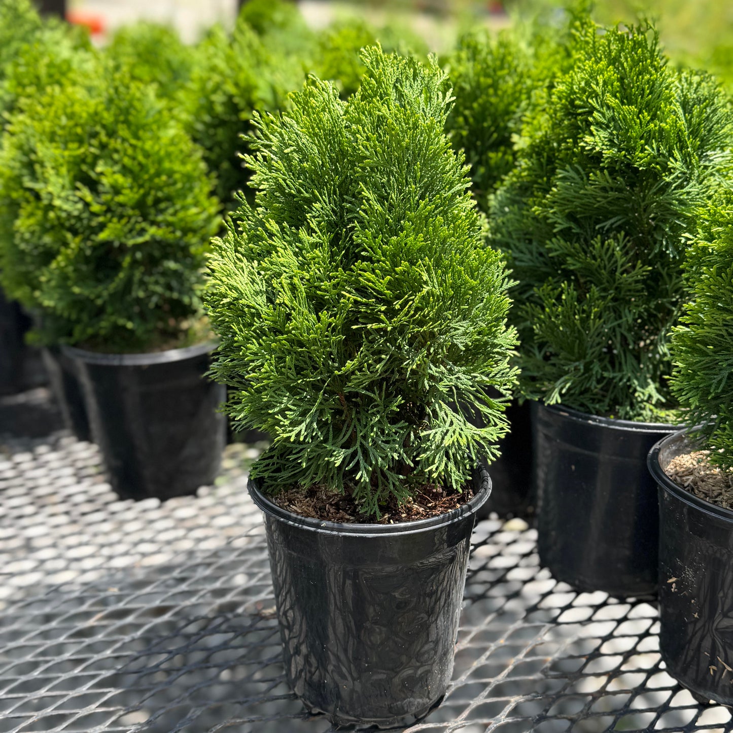 can you plant emerald green arborvitae in a pot Emerald Green (Thuja Tree) – Lewis Bamboo
