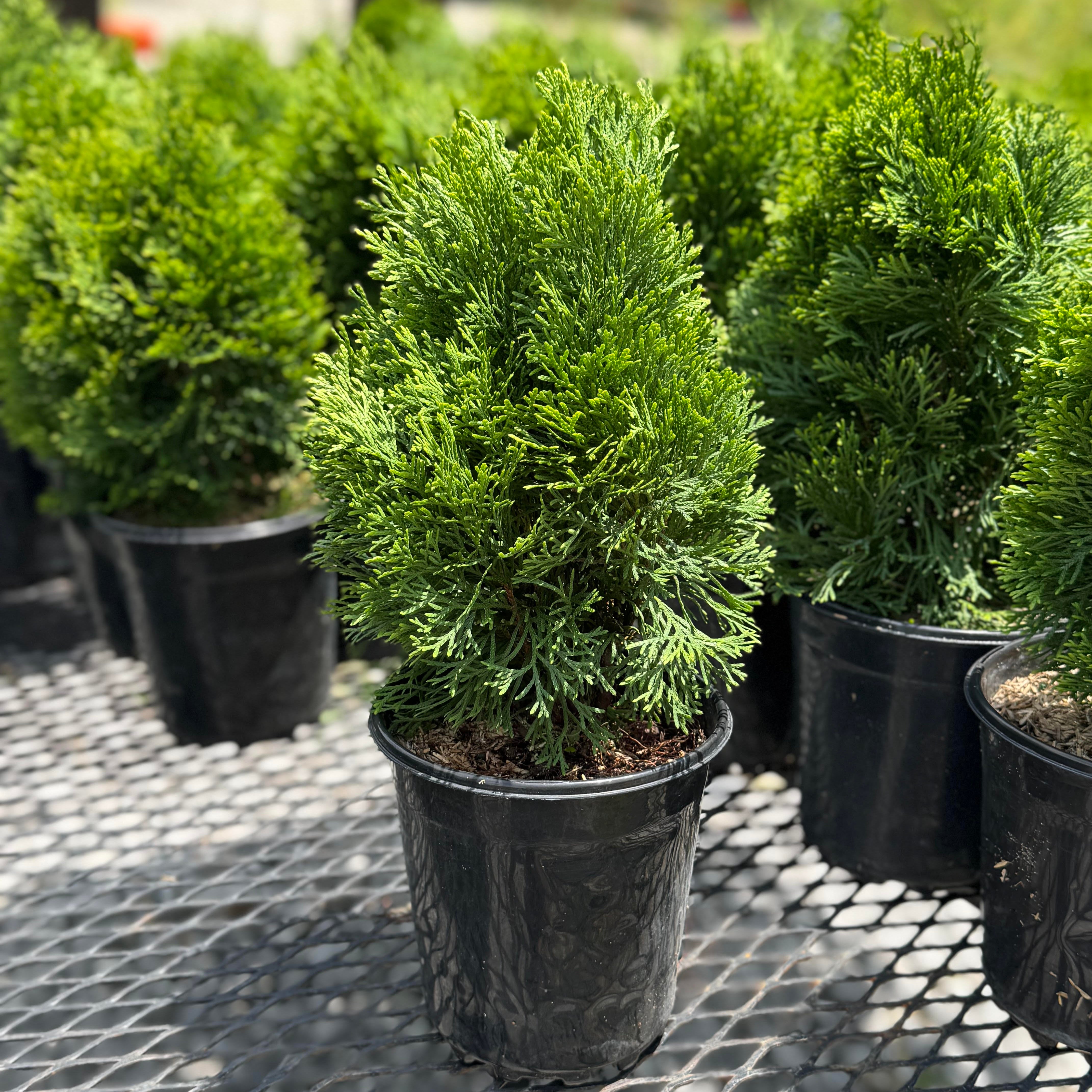 can you plant arborvitae in a pot Emerald Green (Thuja Tree) – Lewis Bamboo