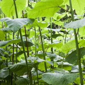 Japanese Knotweed (Fallopia japonica)