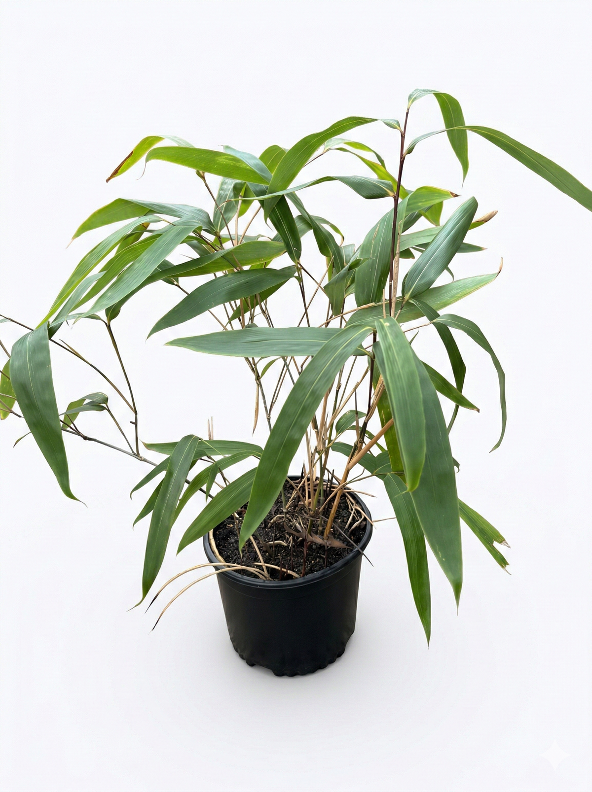 Giant Leaf Bamboo – Lewis Bamboo