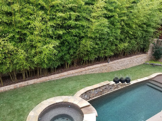 Giant gray bamboo screen in backyard behind pool and hottub