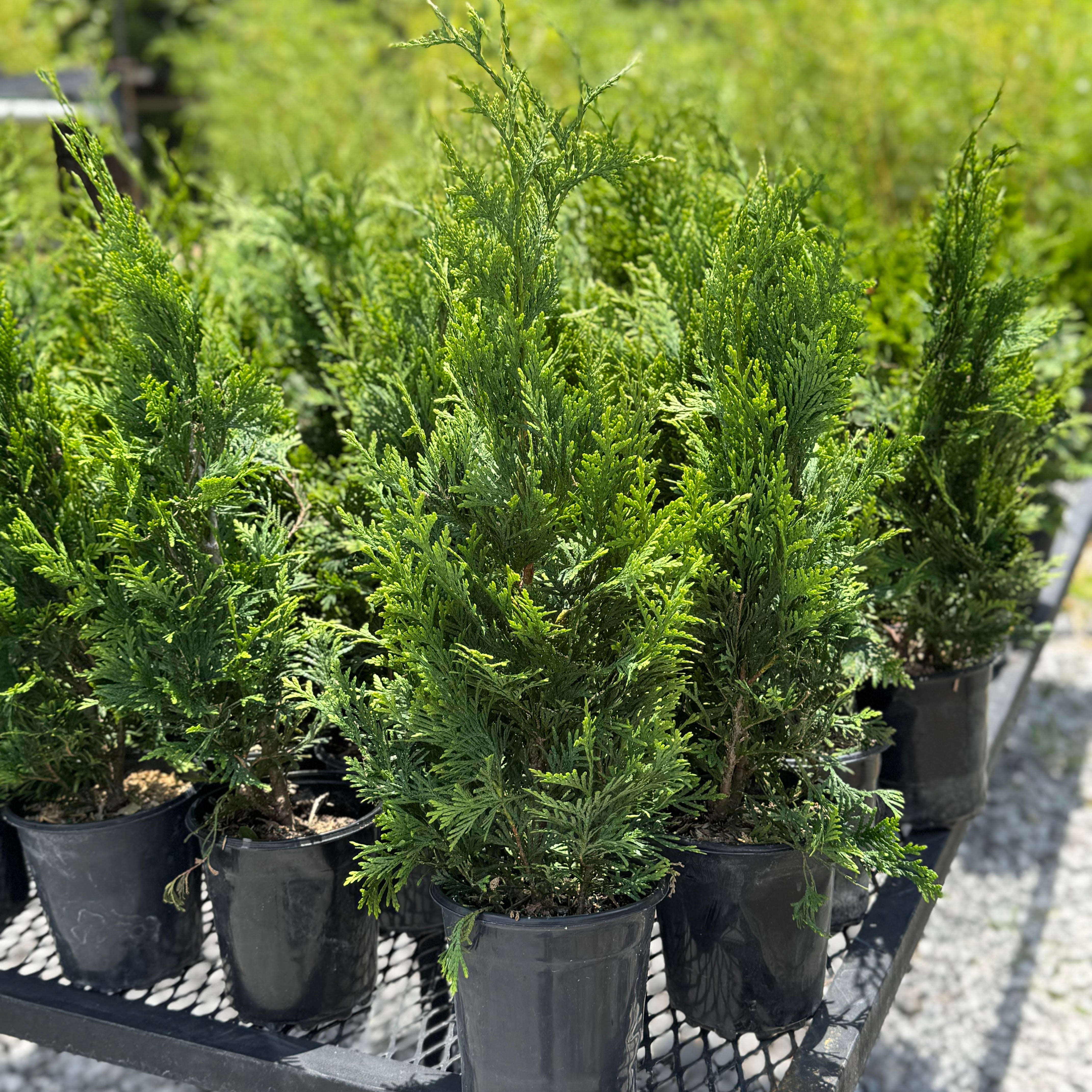 Green Giant (Thuja Tree) – Lewis Bamboo