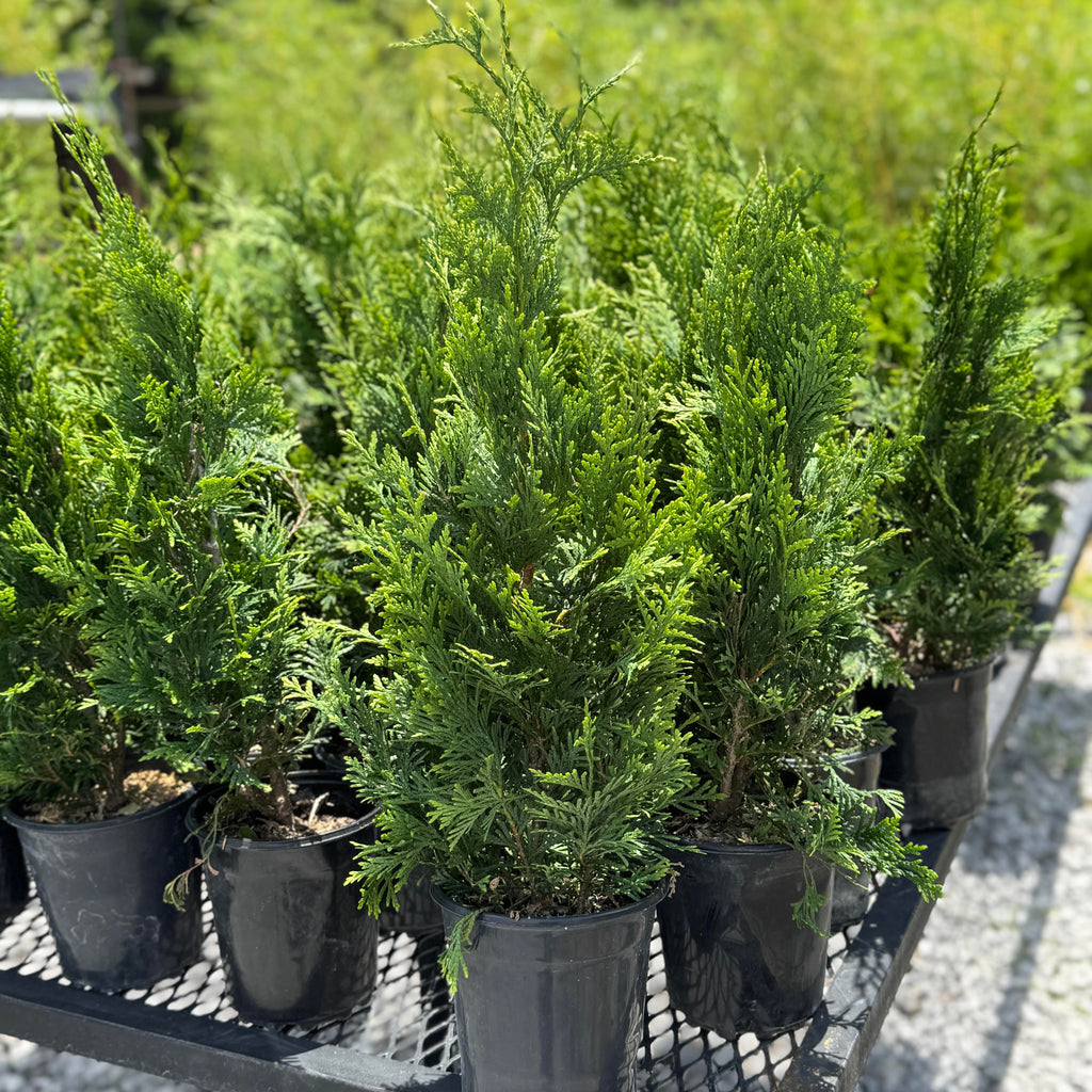 Green Giant (Thuja Tree)