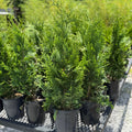 Green Giant (Thuja Tree)