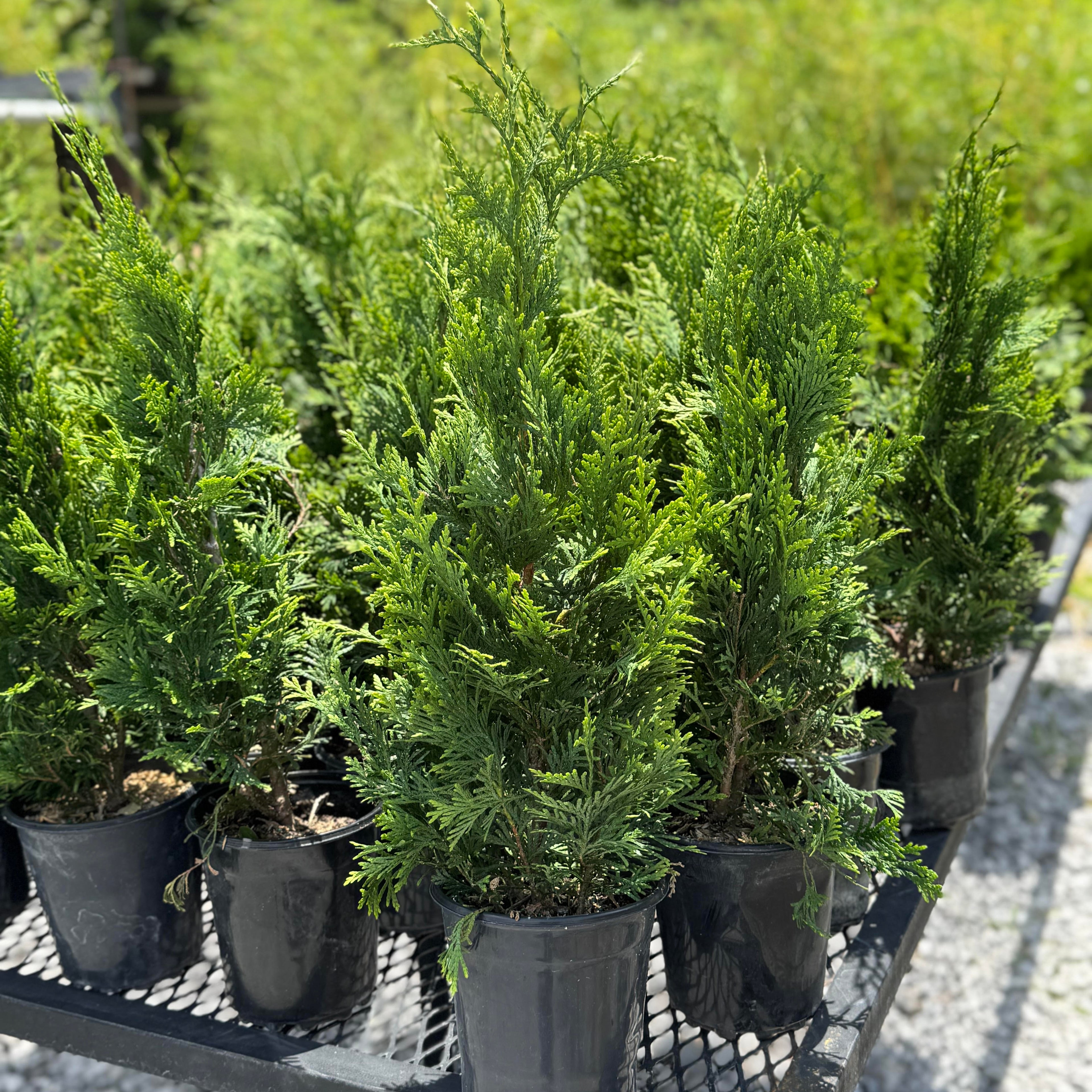 Green Giant (Thuja Tree)