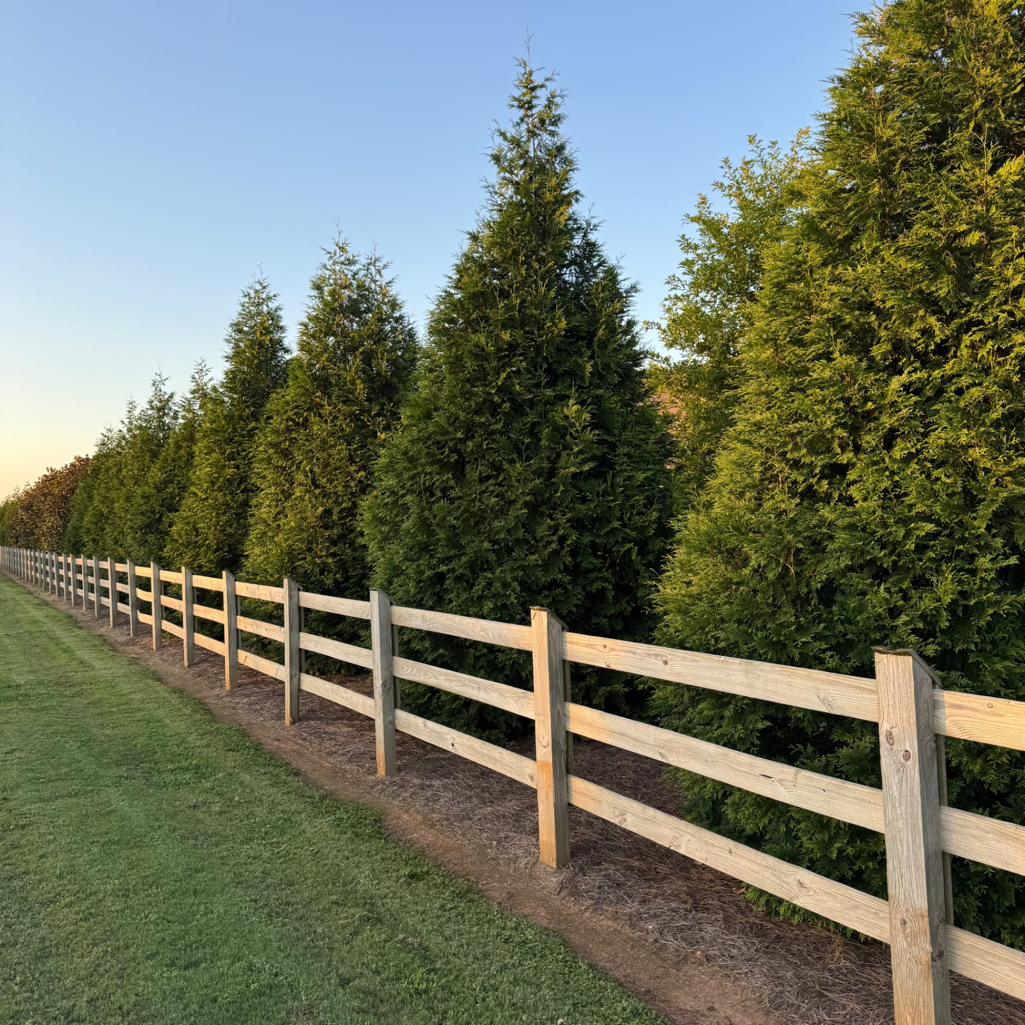 Tuja ginat green providing privacy behind a fence northern view