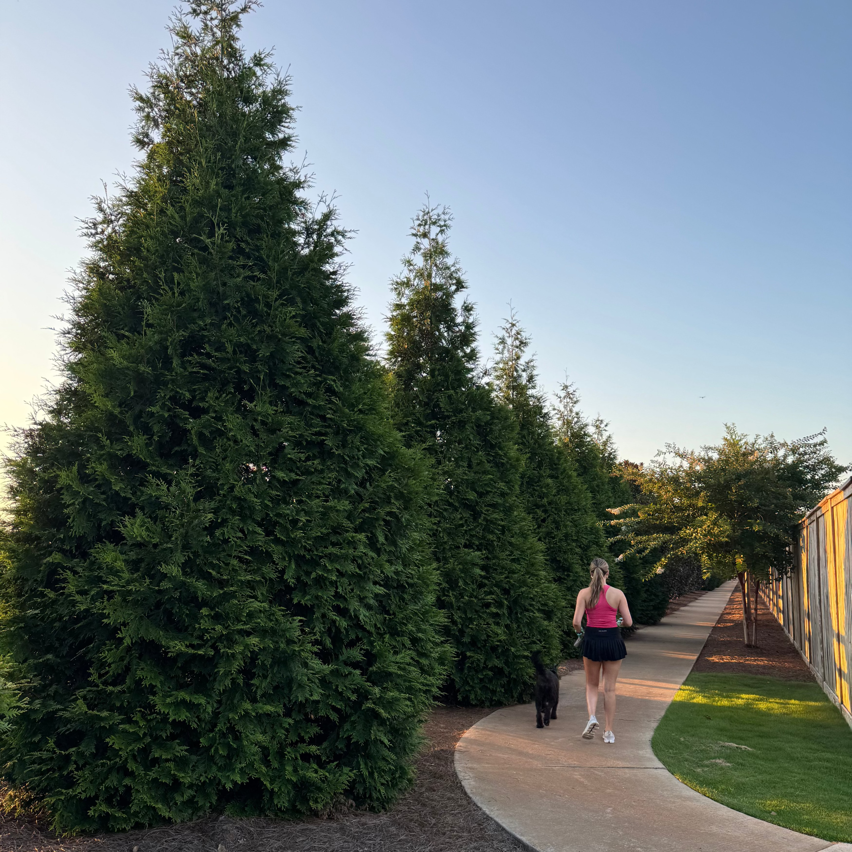 Girl walking her dog down a path screened with giant thujas