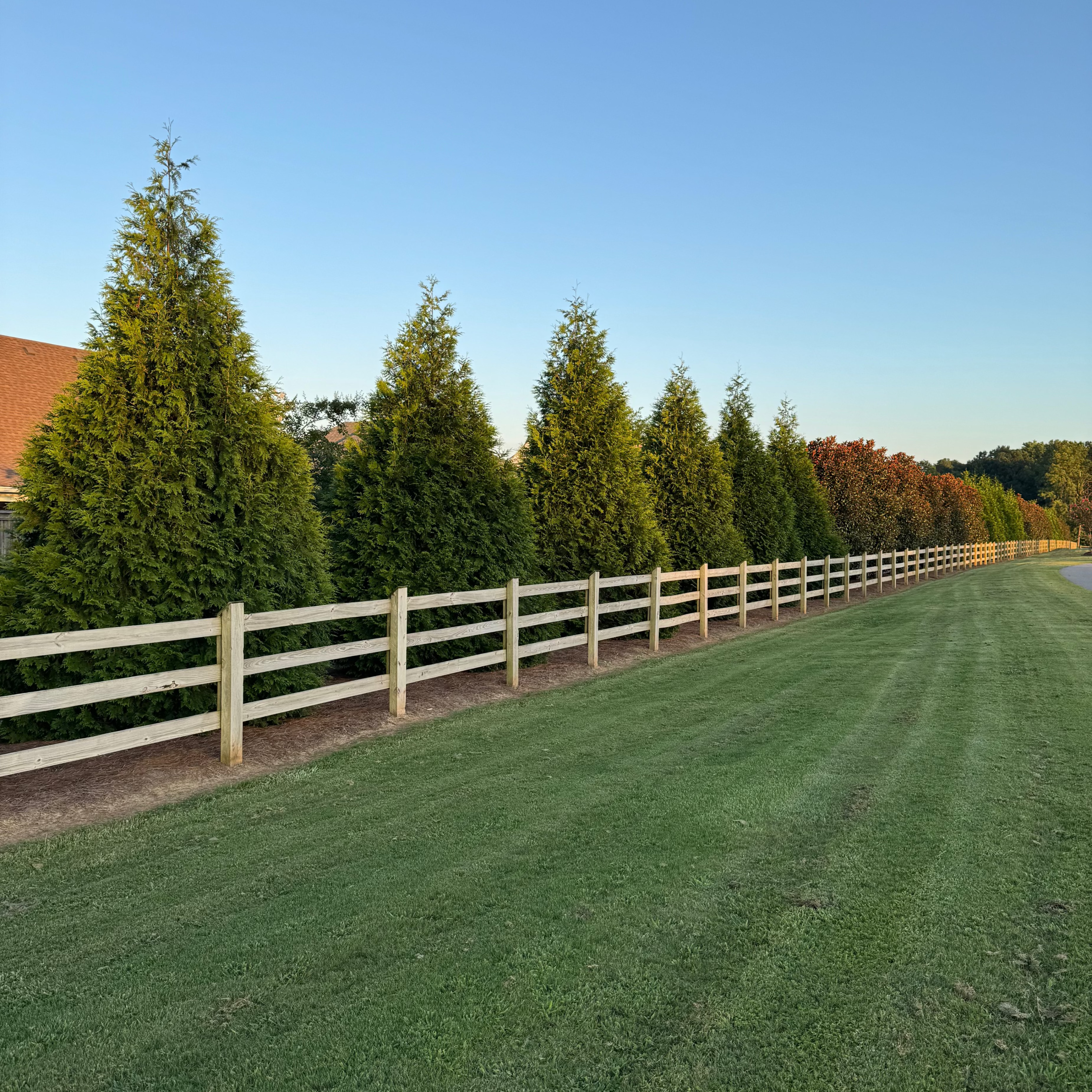 Tuja ginat green providing privacy behind a fence southern view