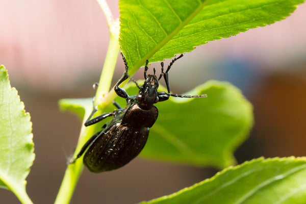 Ground beetle hanging from underside of leaf