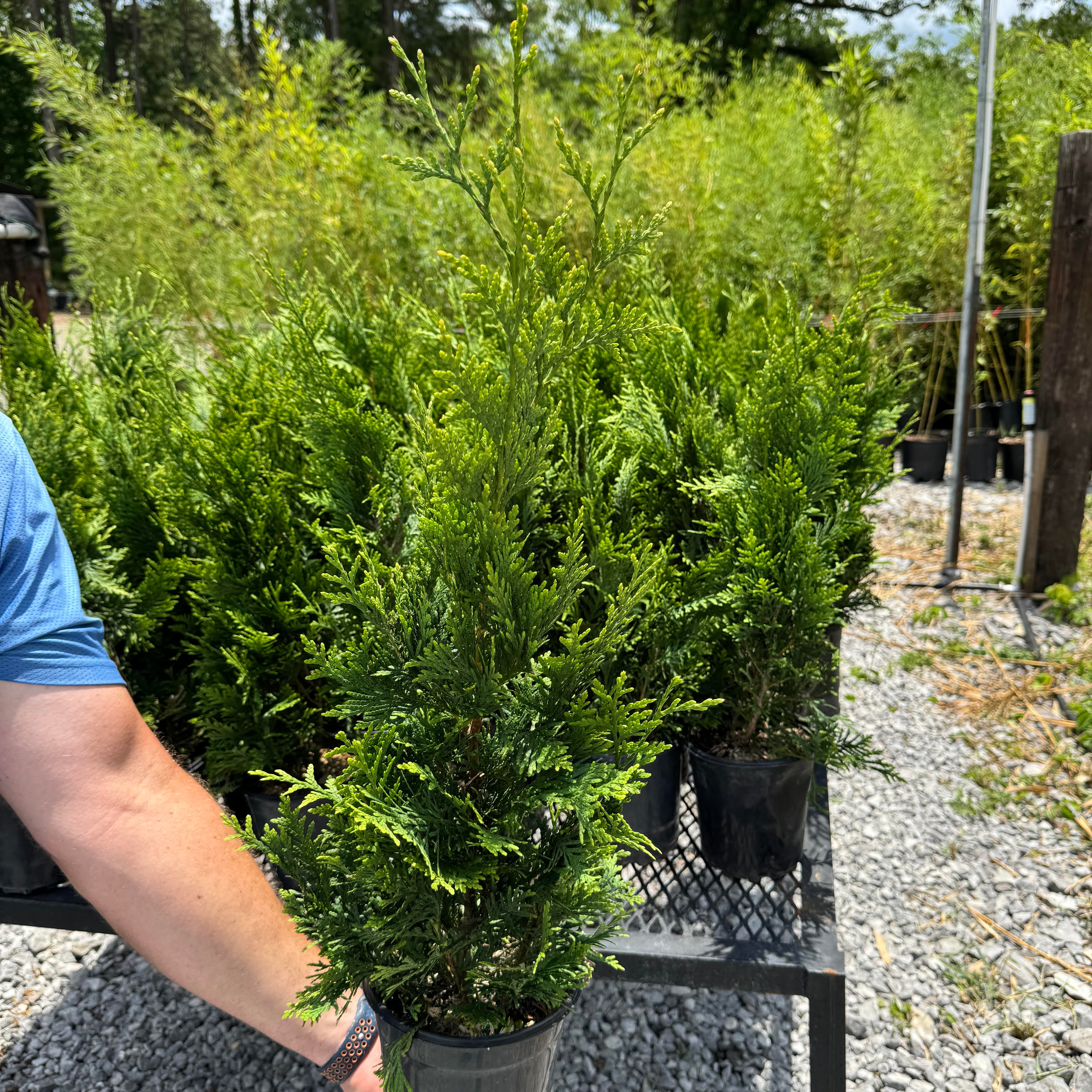 Green Giant (Thuja Tree)