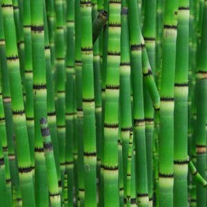 Horsetail (Equisetum)