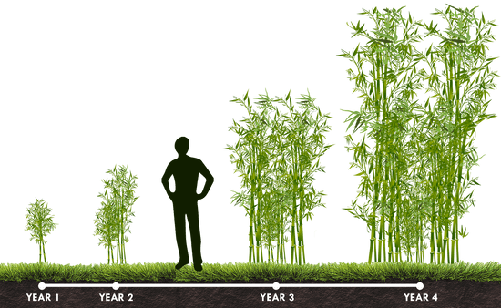 Bamboo growth expectations from year 1 through year 4. The original planting stays the same, but produces more growth around it.