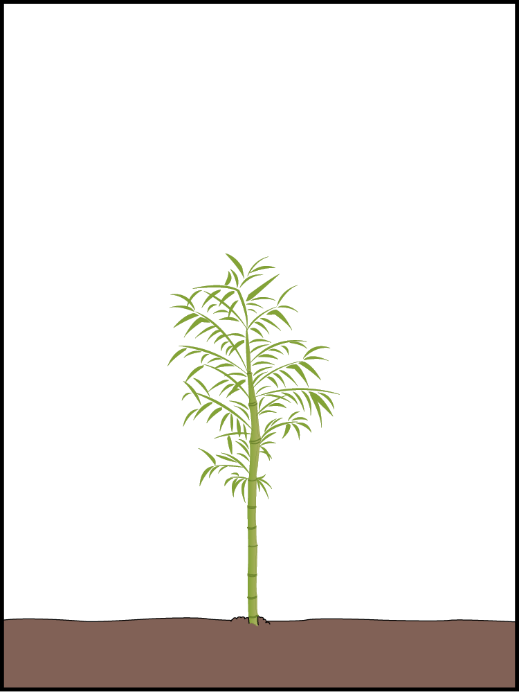 Initial planting