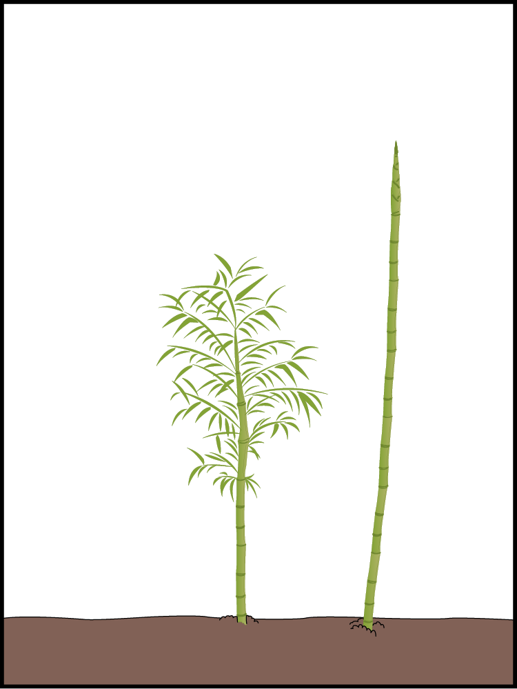 Late first spring