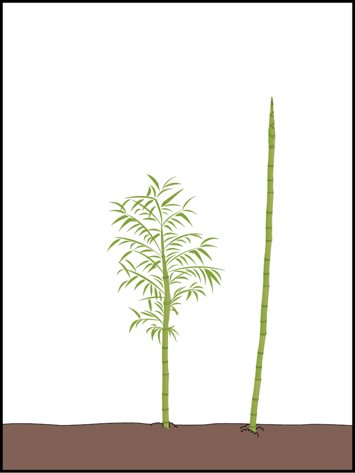 How does bamboo grow? Lewis Bamboo