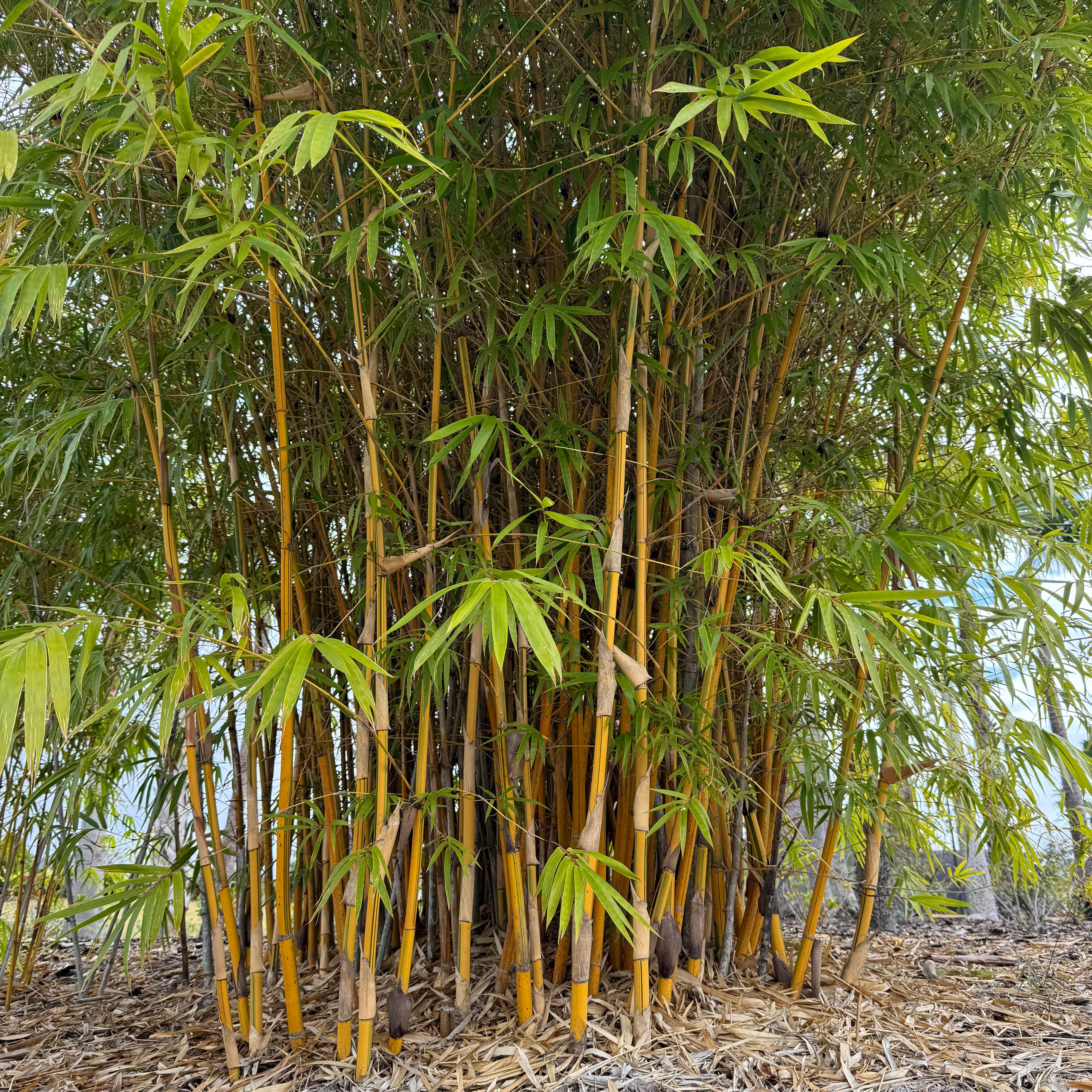 Clumping Bamboo – Lewis Bamboo