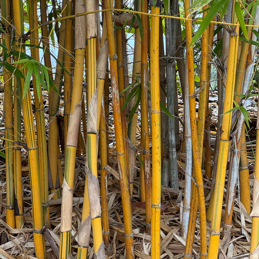 Close up of yellow and green striped canes