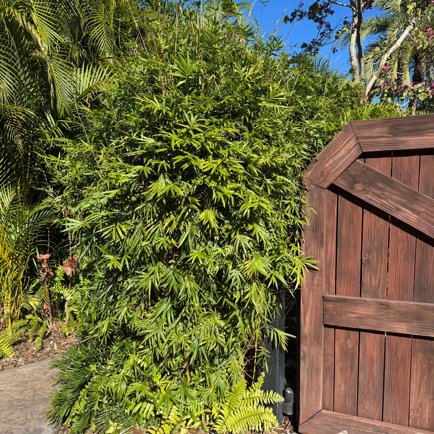 Golden Goddess bamboo next to a gate