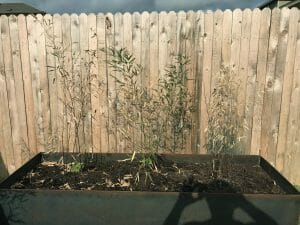 Winter damaged bamboo in steel planter