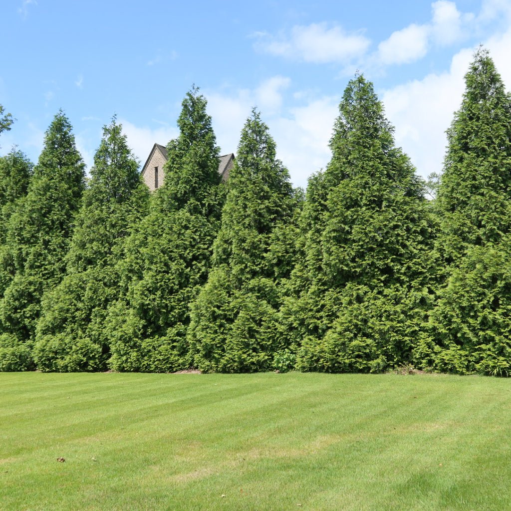 Green Giant (Thuja Tree)