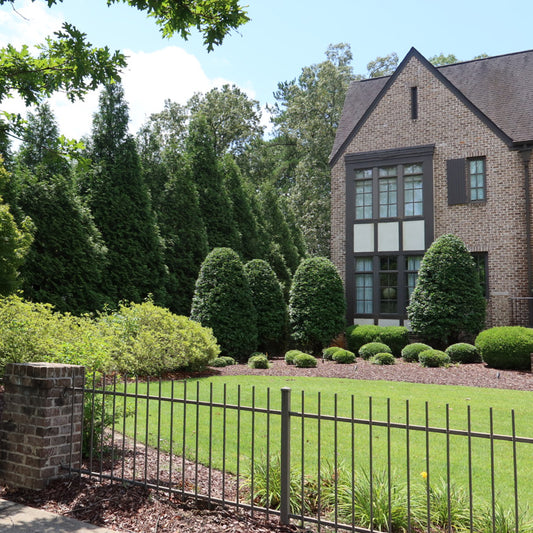 Green Giant (Thuja Tree)