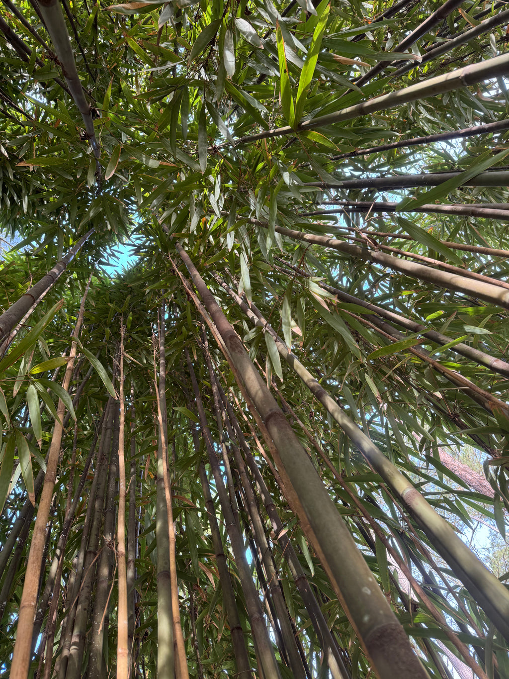Inside of a grove of tonkin cane bamboo looking upwards towards the sky.