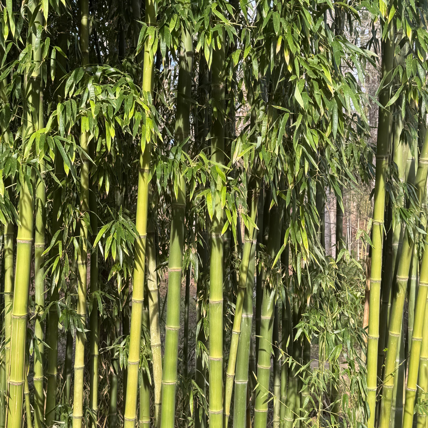 Incense Bamboo 2 Gallon (2'-3' Tall)