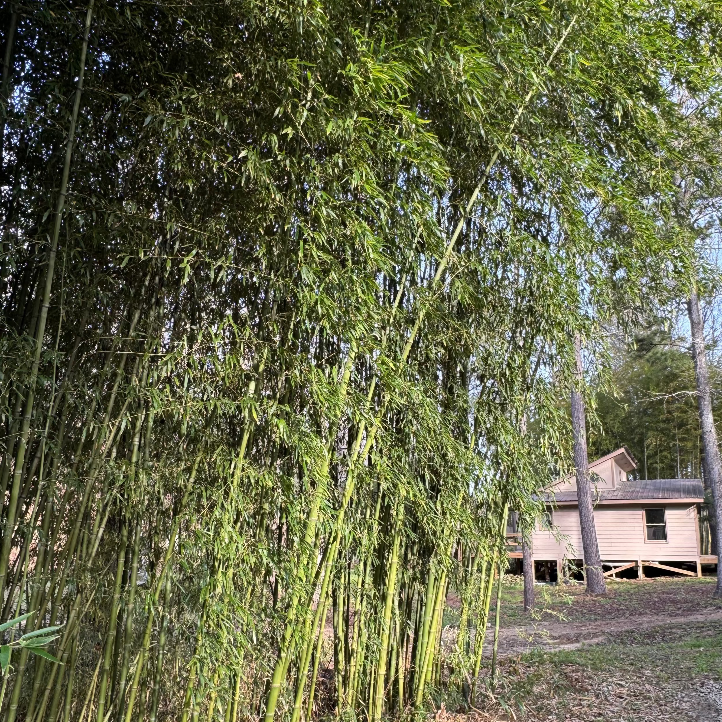 Incense bamboo with a modern house in the background. 