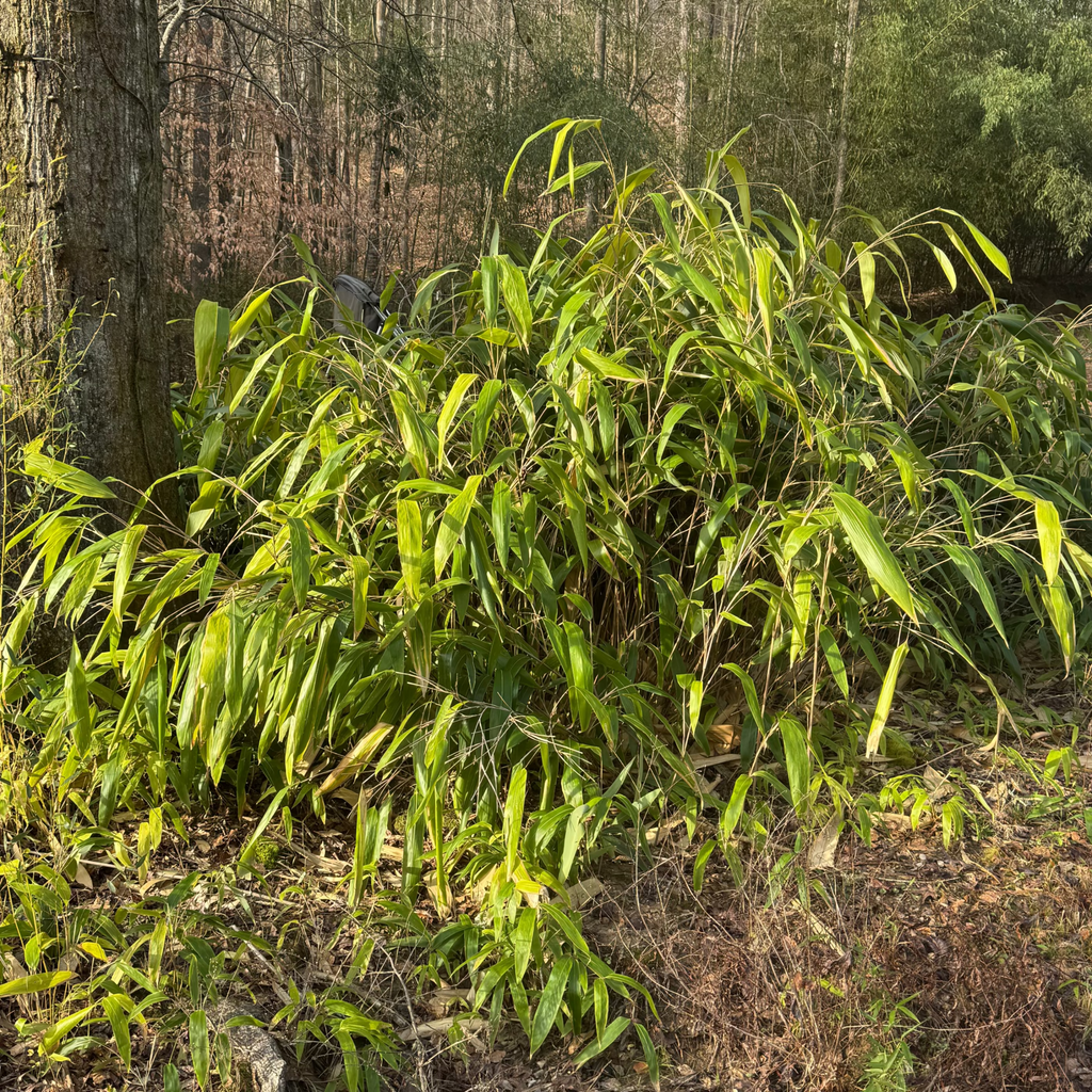 Small grove of giant leaf bamboo next to a stream.