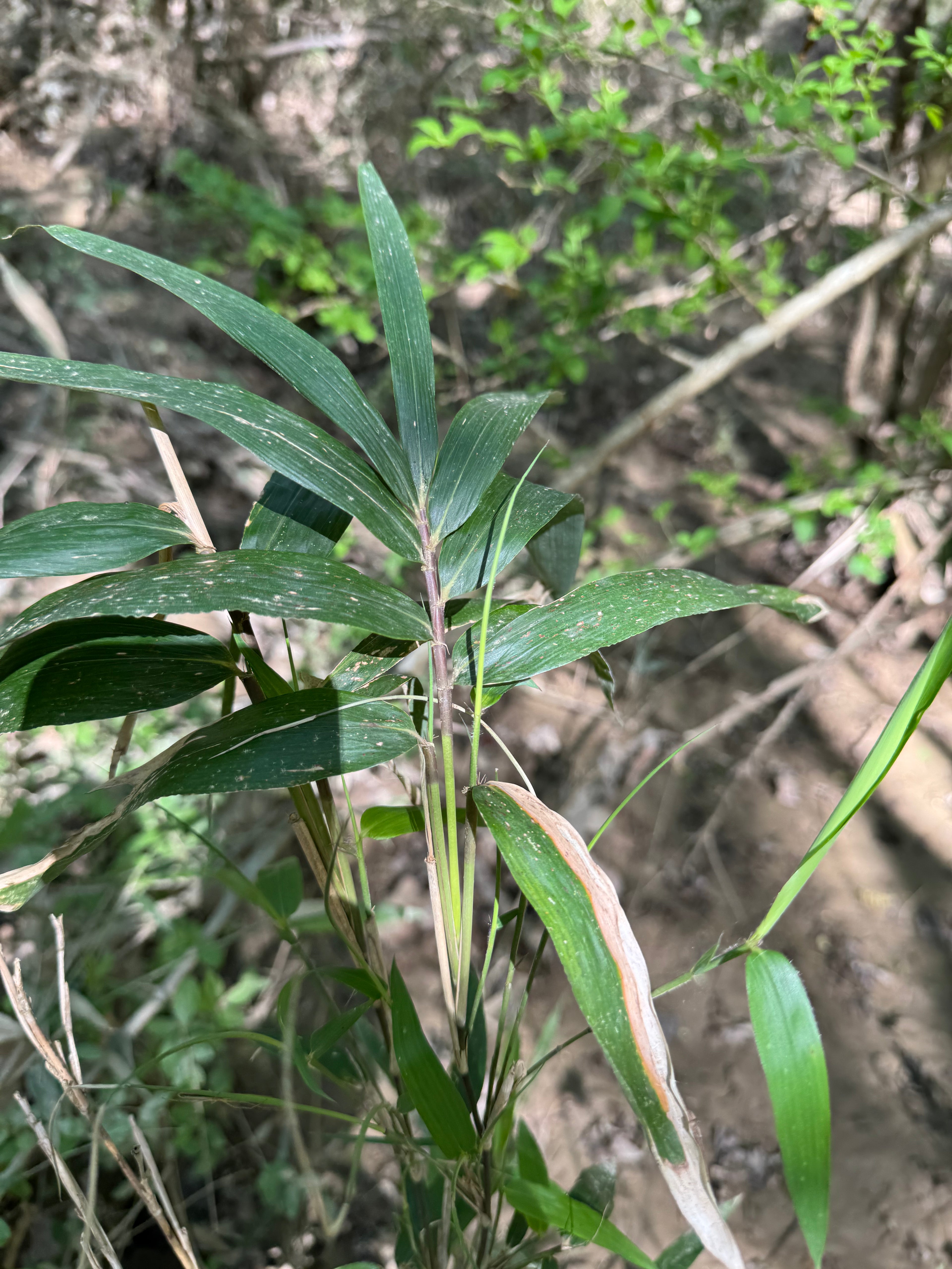 Native Rivercane