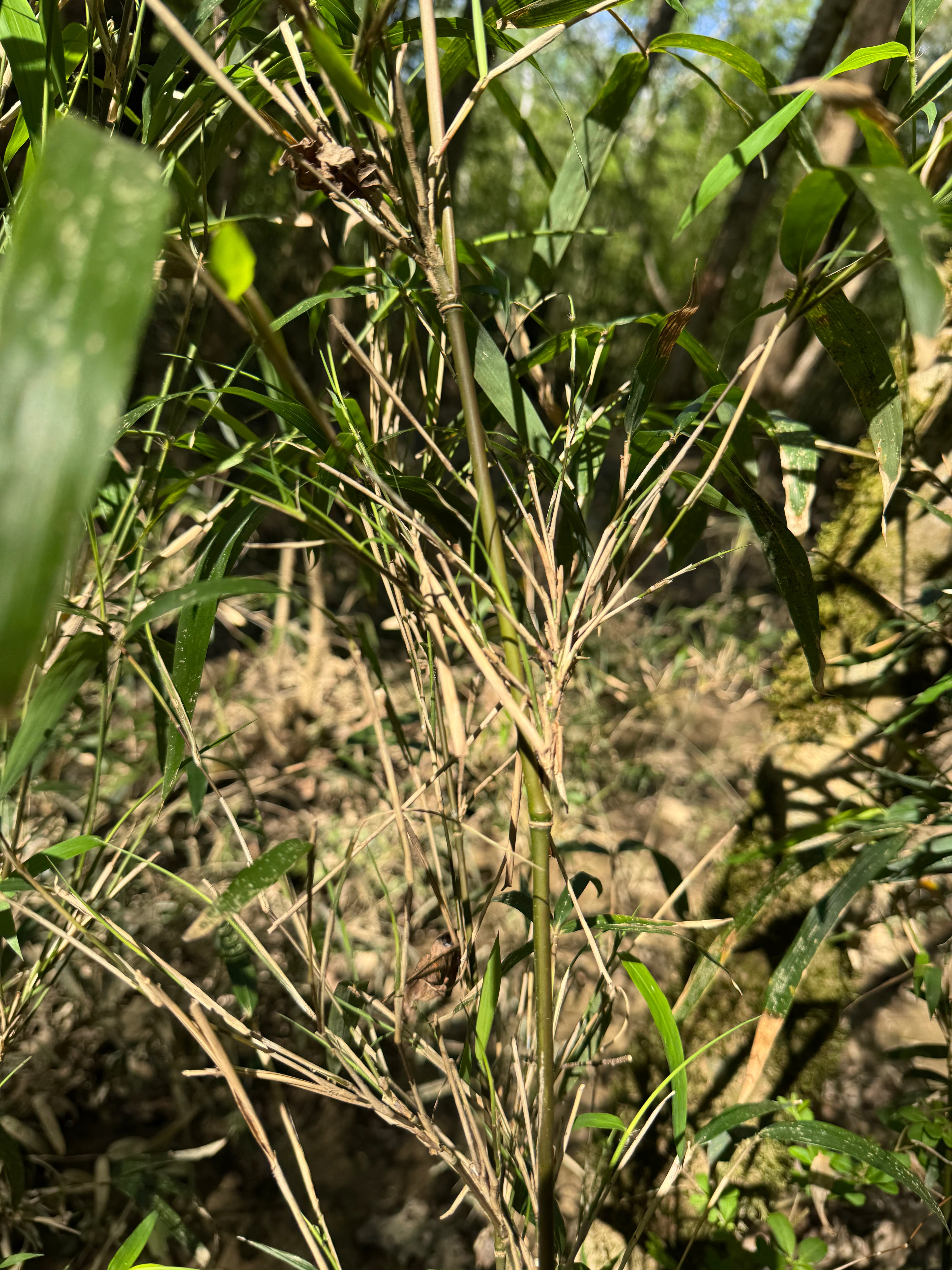 Native Rivercane