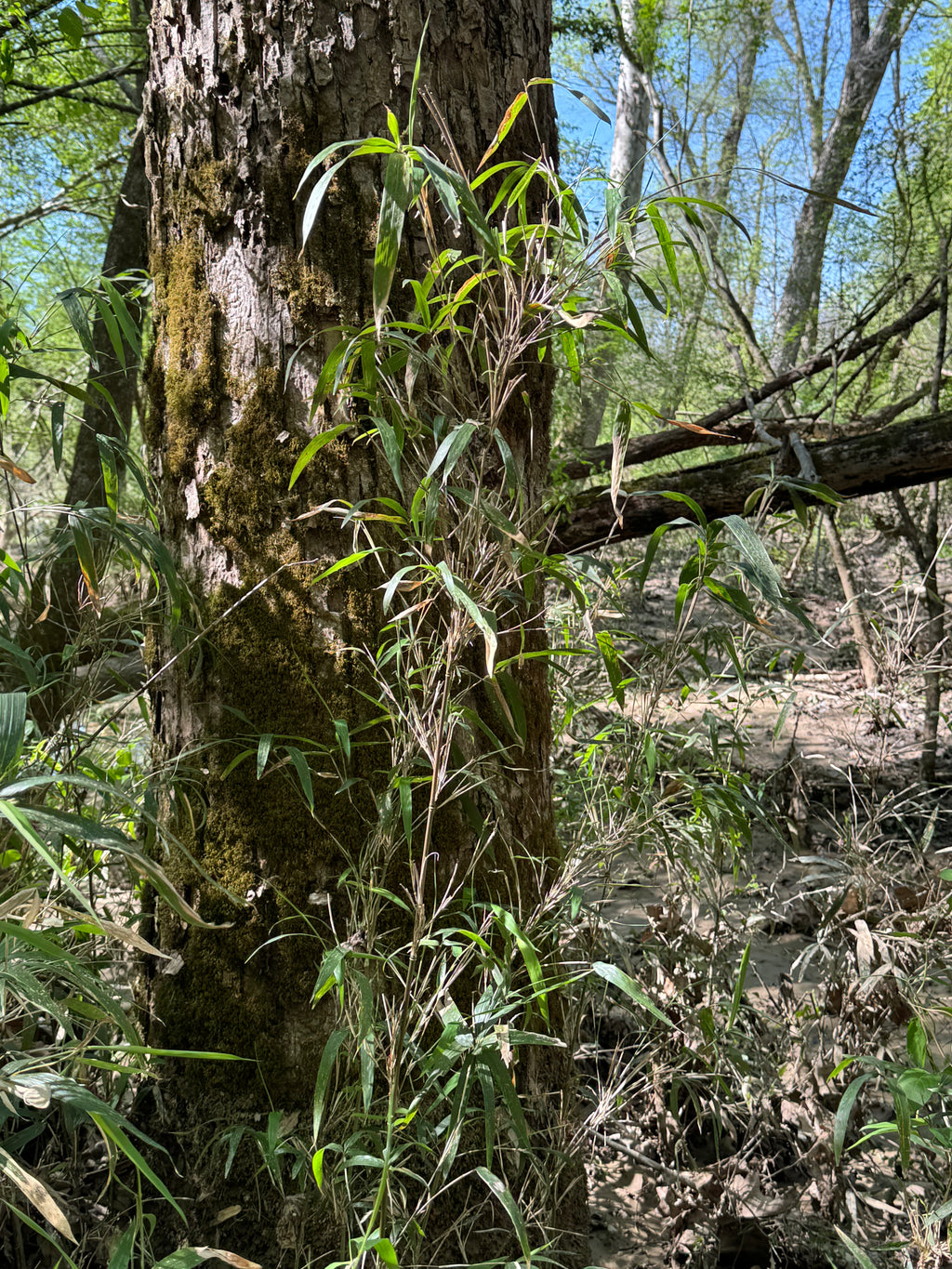 Native Rivercane