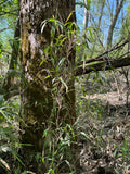 Native Rivercane