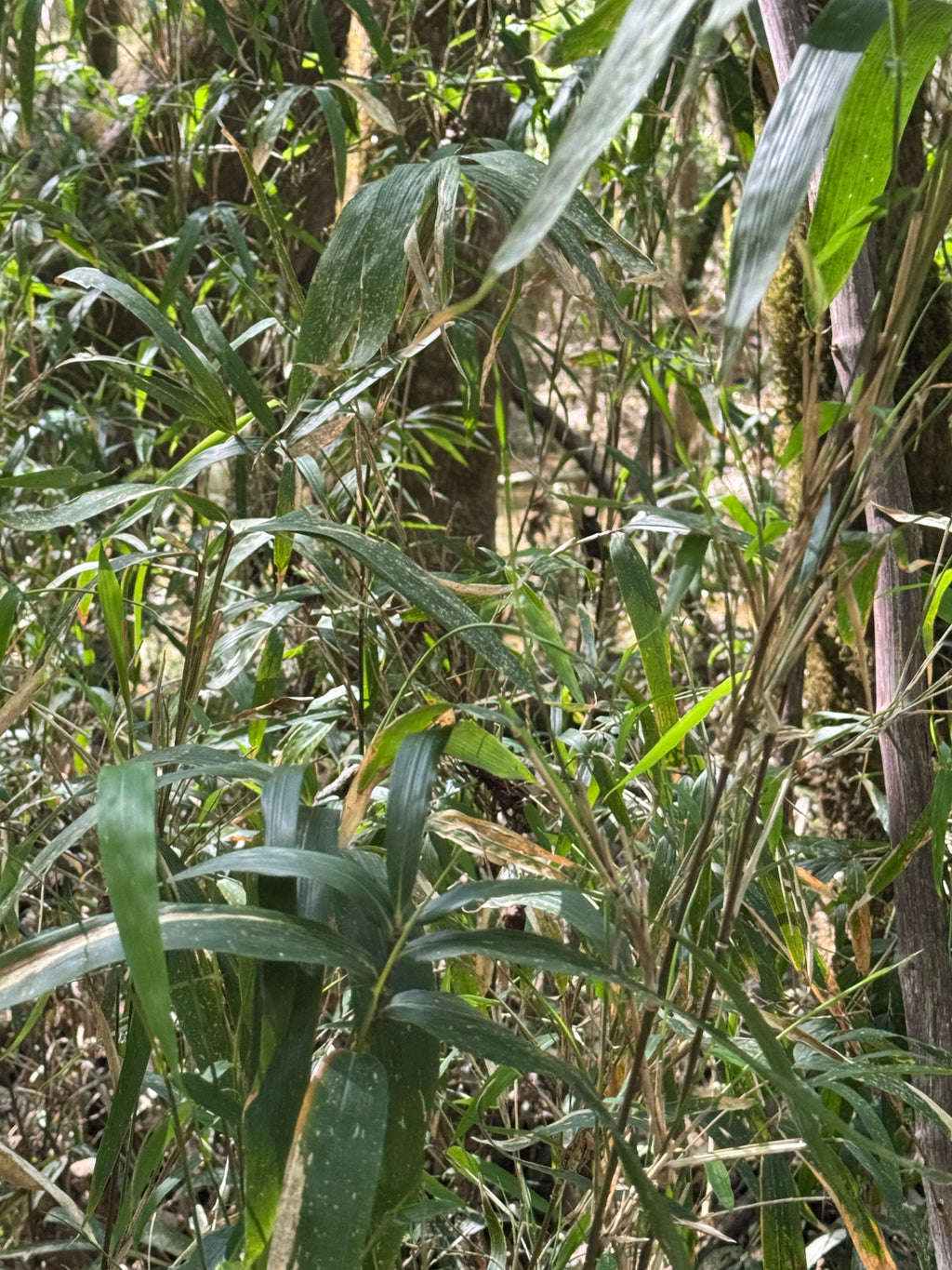 Native Rivercane